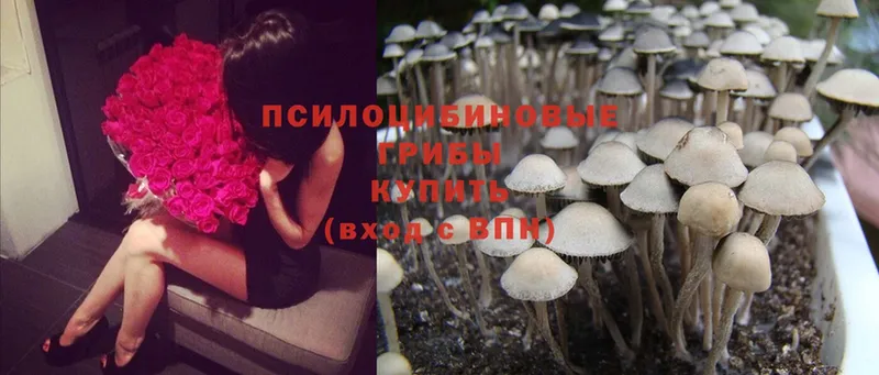 площадка состав  магазин продажи наркотиков  Лиски  Псилоцибиновые грибы Psilocybine cubensis 